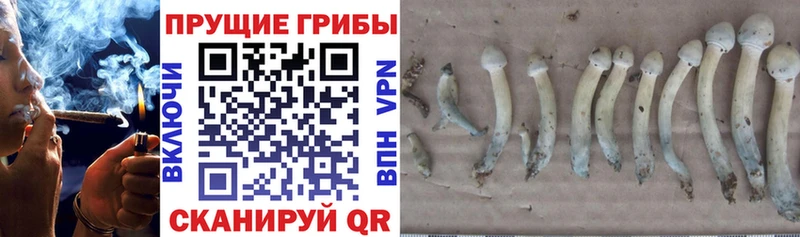 Псилоцибиновые грибы MAGIC MUSHROOMS  кракен как зайти  Ахтубинск 